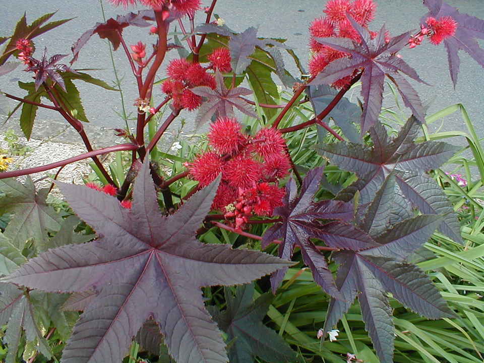 fatsia japonica giftig